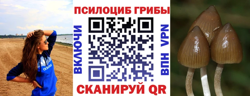 Псилоцибиновые грибы Psilocybine cubensis  Красавино 